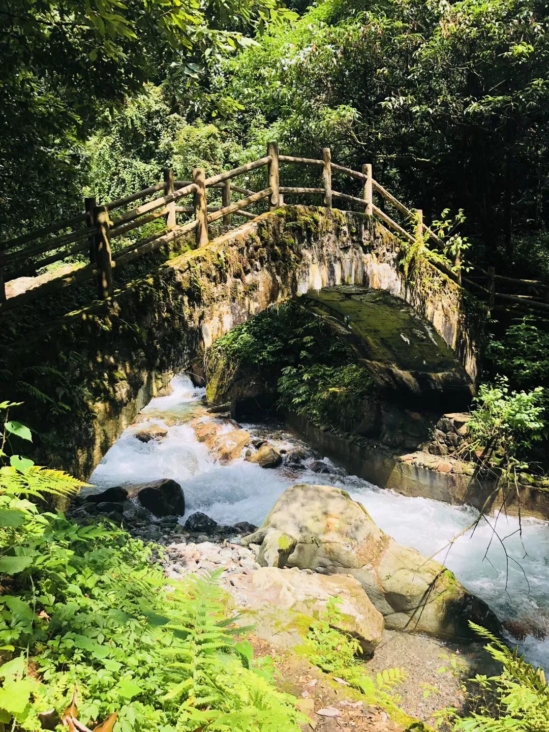 寻找萌小老虎